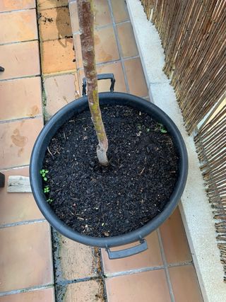 AGUACATE - árbol de exterior o interior