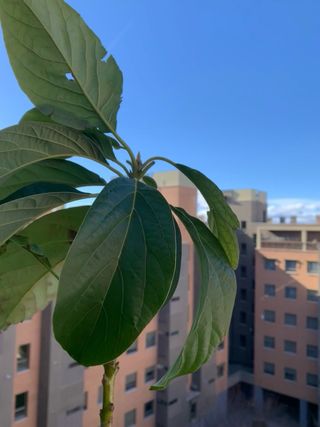 AGUACATE - árbol de exterior o interior