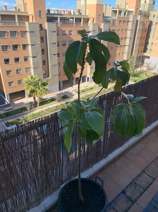 AGUACATE - árbol de exterior o interior