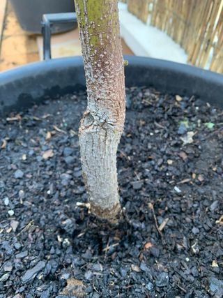 AGUACATE - árbol de exterior o interior