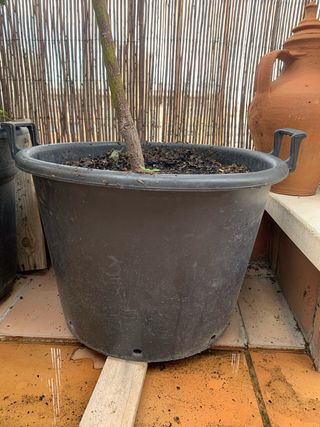 AGUACATE - árbol de exterior o interior