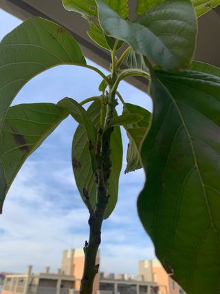 AGUACATE - árbol de exterior o interior