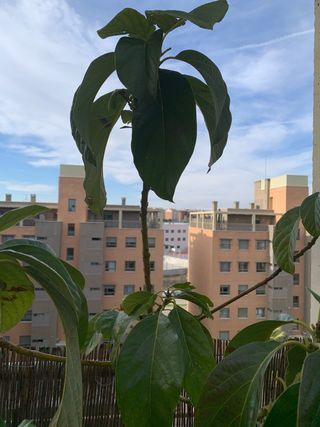 AGUACATE - árbol de exterior o interior