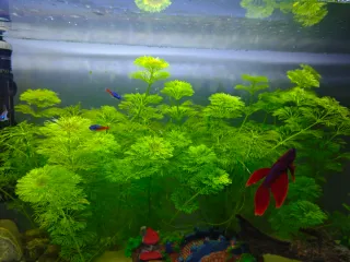 Planta Ambulia para acuario