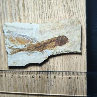 FOSIL DE PEZ EN PIEDRA