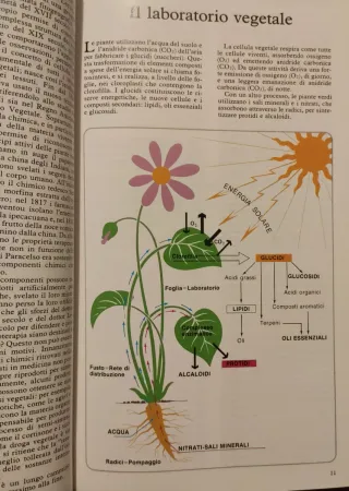 Segretti E Virtu Delle Piante Medicinali