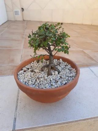 Bonsái olmo. Maceta de terracota. Solo en mano.