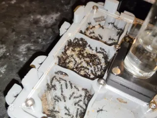 Hormiguero Antdimension Acrílico