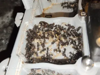 Hormiguero Antdimension Acrílico