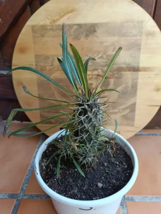 Pachypodium lamerei #3