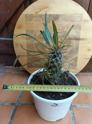 Pachypodium lamerei #3