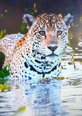 Xiaomi Redmi 12 5G - Estado Impecable