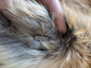 Abrigo de piel de zorro IVONE L/XL