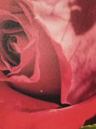 Quadri di fiori rosa, rossi e gialli