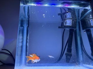 Acuario LED 7 litros con filtro