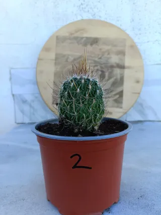 Stenocactus multicostatus #2
