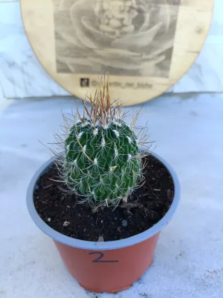 Stenocactus multicostatus #2