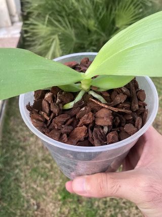 Phalaenopsis liodoro