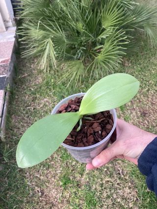 Phalaenopsis liodoro