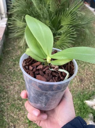 Phalaenopsis liodoro