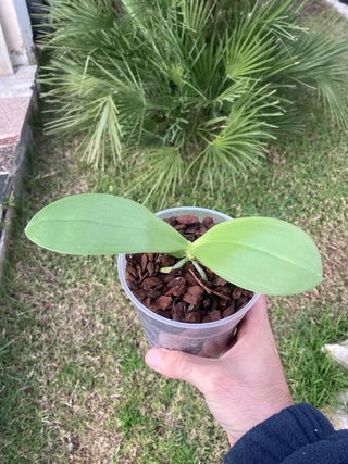 Phalaenopsis liodoro