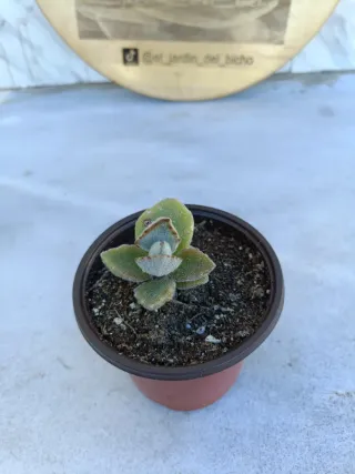 Kalanchoe beharensis fang