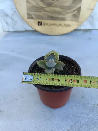 Kalanchoe beharensis fang