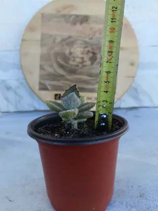 Kalanchoe beharensis fang