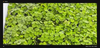 Planta flotantehelecho de hadas salviniaAuriculata