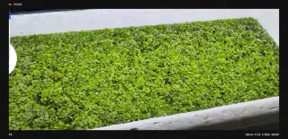 Planta flotantehelecho de hadas salviniaAuriculata