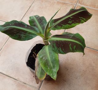 1 disponible. planton planta platanera.