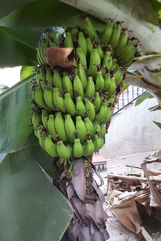 1 disponible. planton planta platanera.