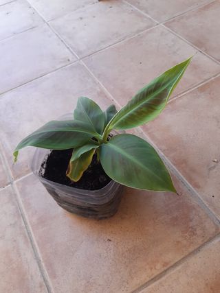 1 disponible. planton planta platanera.