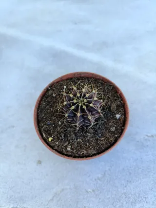 Gymnocalycium mihanovichii #1