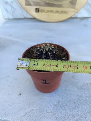 Gymnocalycium mihanovichii #1