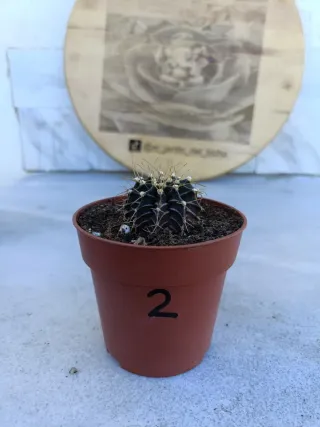 Gymnocalycium mihanovichii #2