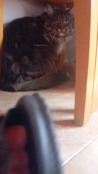 Cuidadora de animales en mi casa