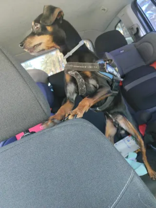 Cuidadora de animales en mi casa