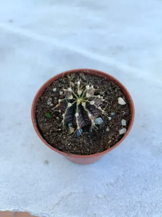 Gymnocalycium mihanovichii #3