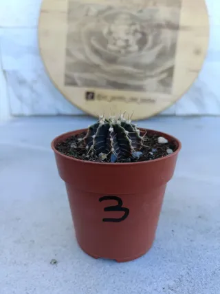 Gymnocalycium mihanovichii #3