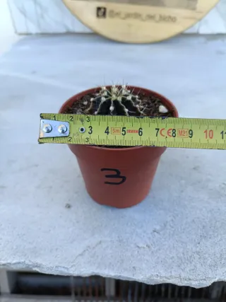 Gymnocalycium mihanovichii #3