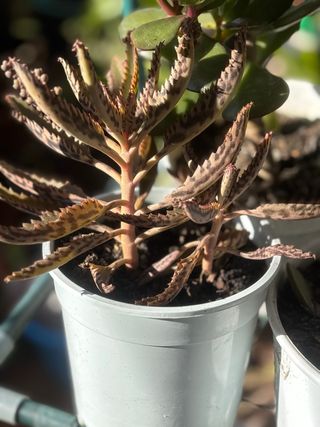 Planta Kalanchoe Daigremontiana