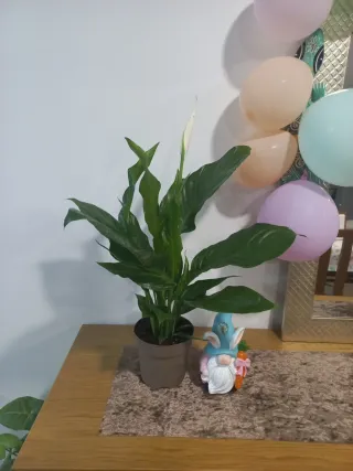 Lírio da Paz em vaso