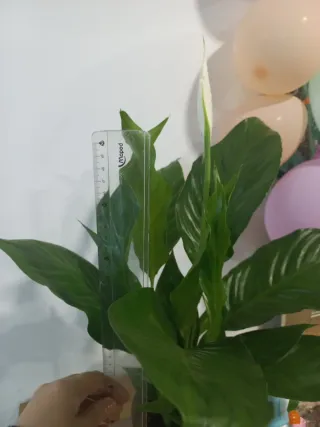 Lírio da Paz em vaso