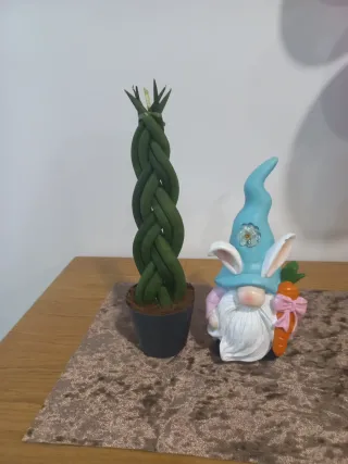 Sansevieria cylindrica trançada