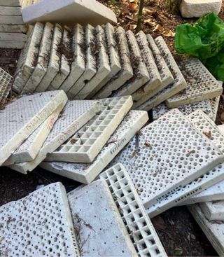 10 Semilleros Juan Carlos