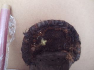 Máscara Africana Chorwe Congo Madera