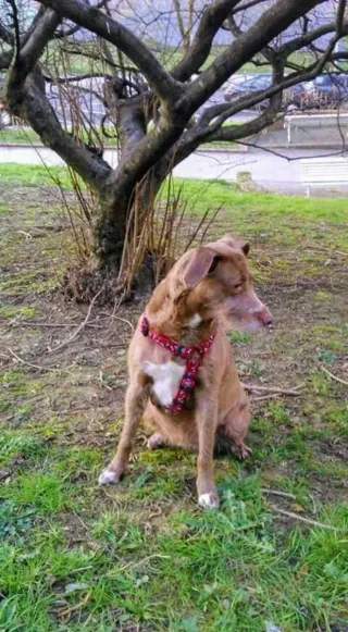 Amiga de los animales!!