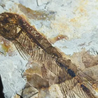 FOSIL DE PEZ EN PIEDRA