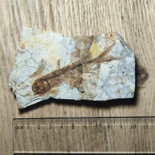 FOSIL DE PEZ EN PIEDRA